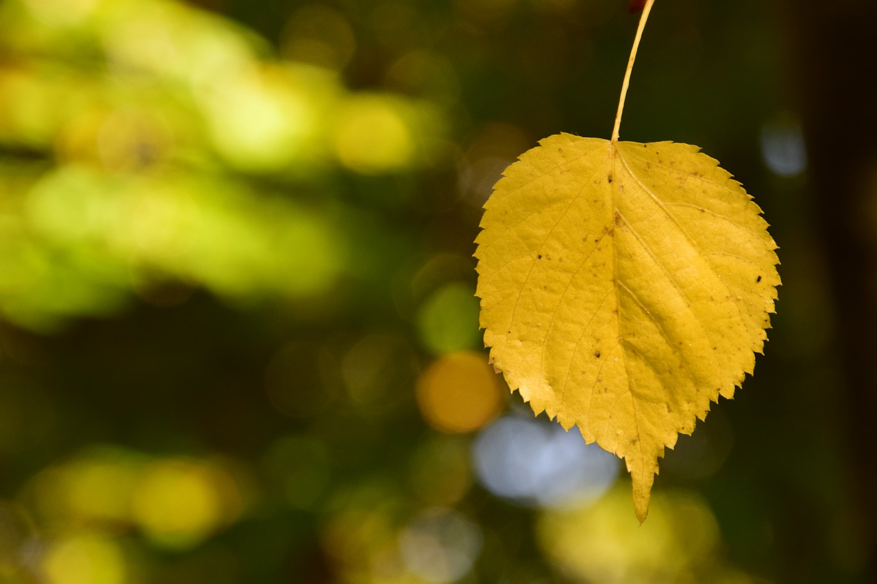 leaf yellow leaves free photo