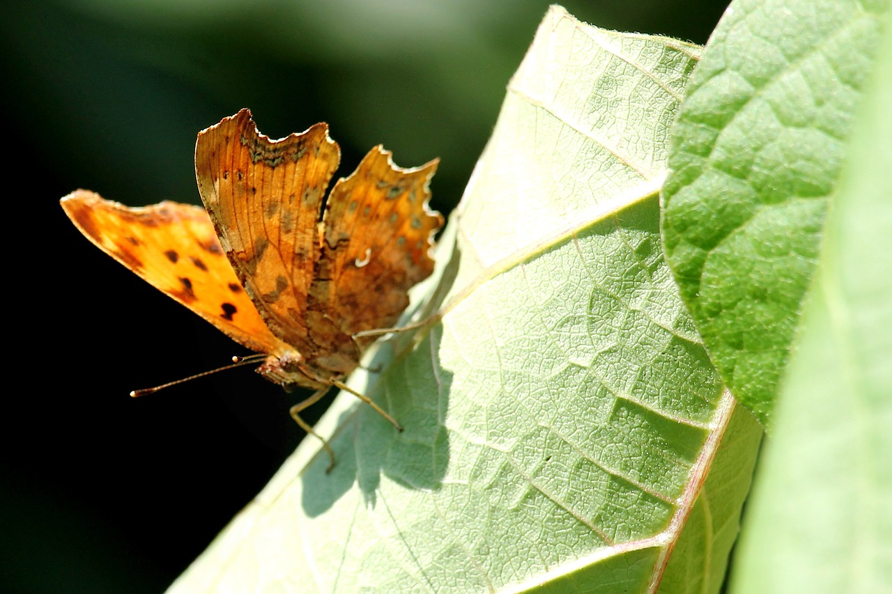 leaf insect butterfly free photo