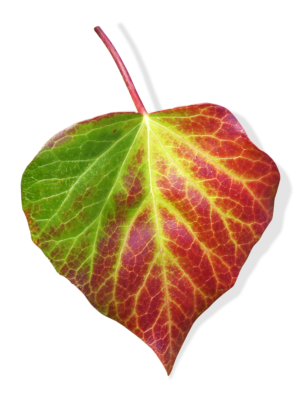 leaf ivy transparent background free photo