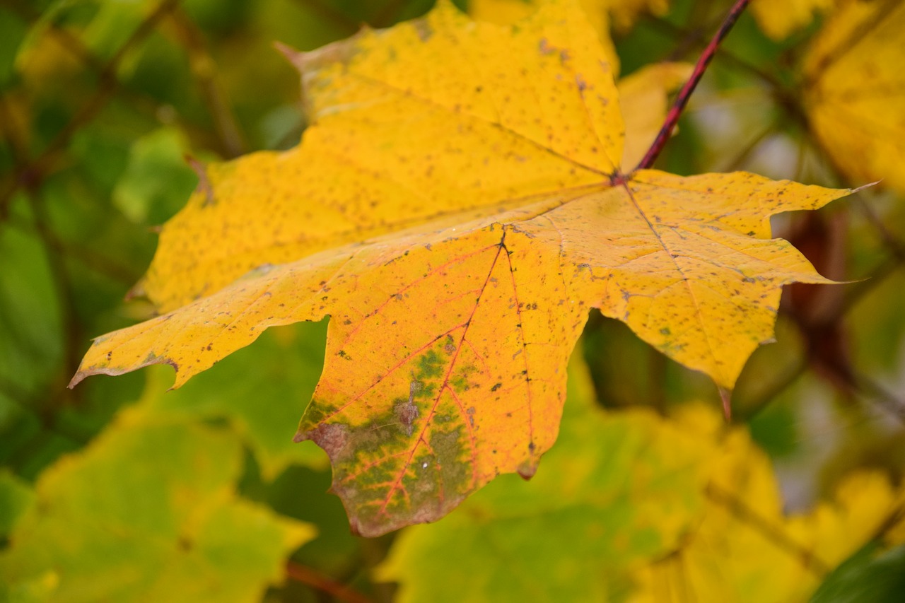 leaf autumn leaves in the autumn free photo