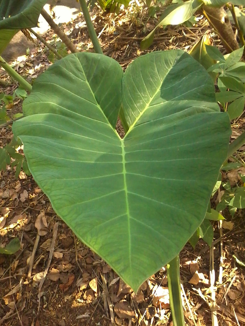 leaf plant nature free photo