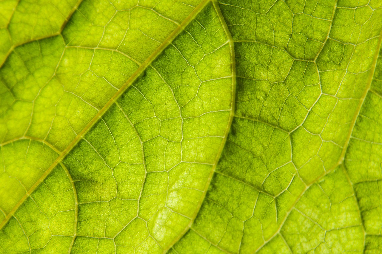 leaf back light cucumber free photo