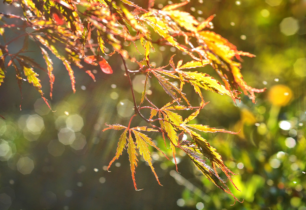 leaf autumn maple free photo