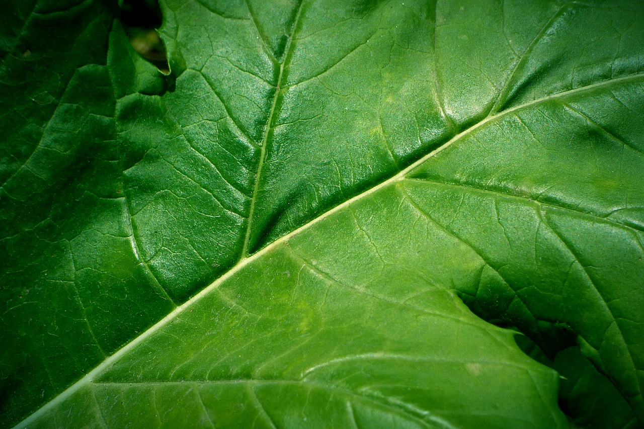 leaf green leaf green free photo