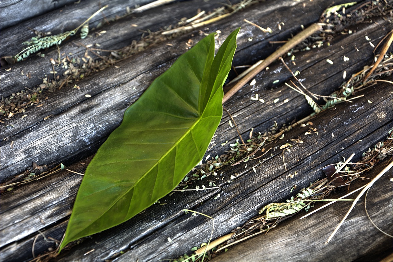 leaf green garden free photo