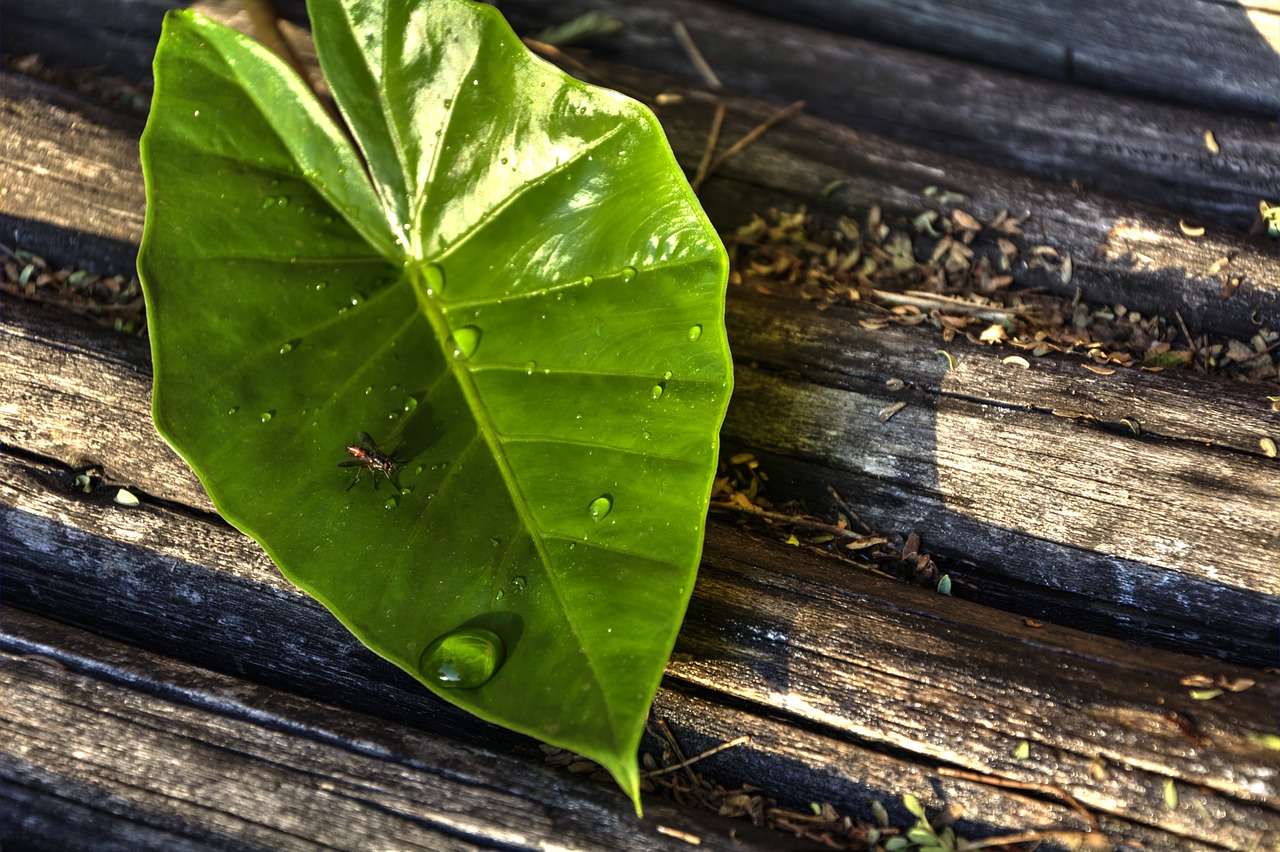 leaf lines green free photo