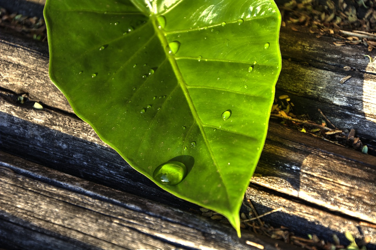 leaf green water drop free photo