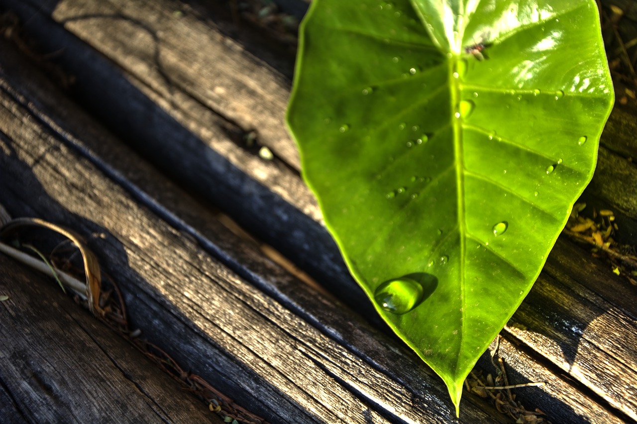 leaf water drop green free photo