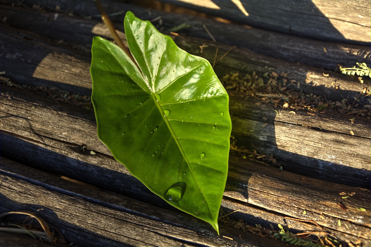 leaf texture lines free photo