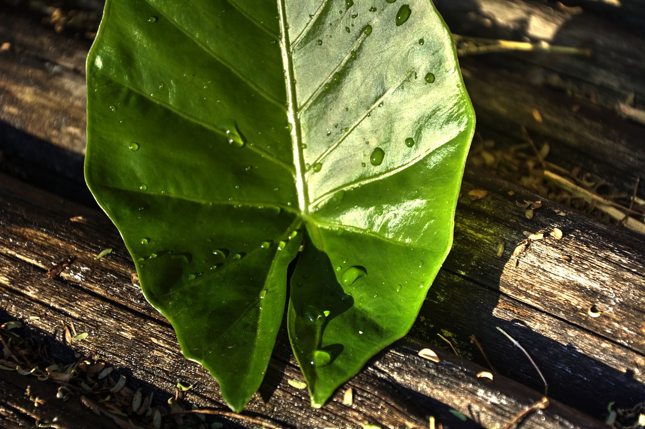 leaf green lines free photo