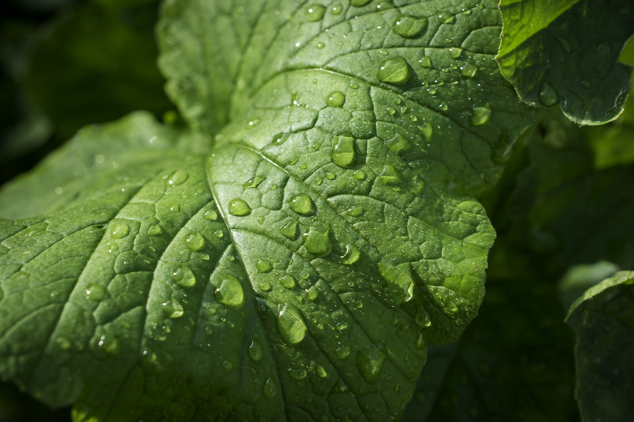 leaf nature leaves free photo