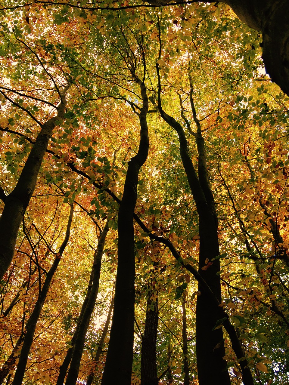 leaf crown tree free photo