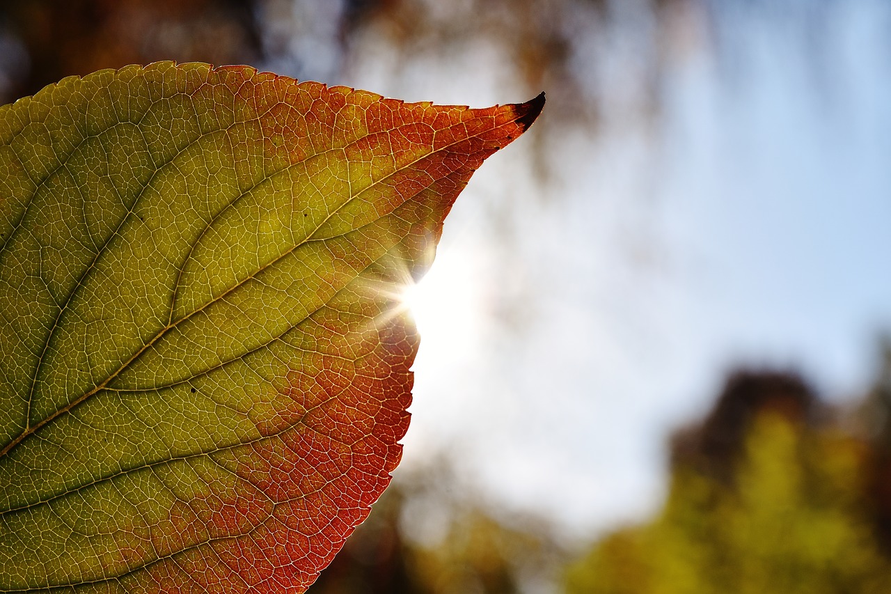 leaf close back light free photo