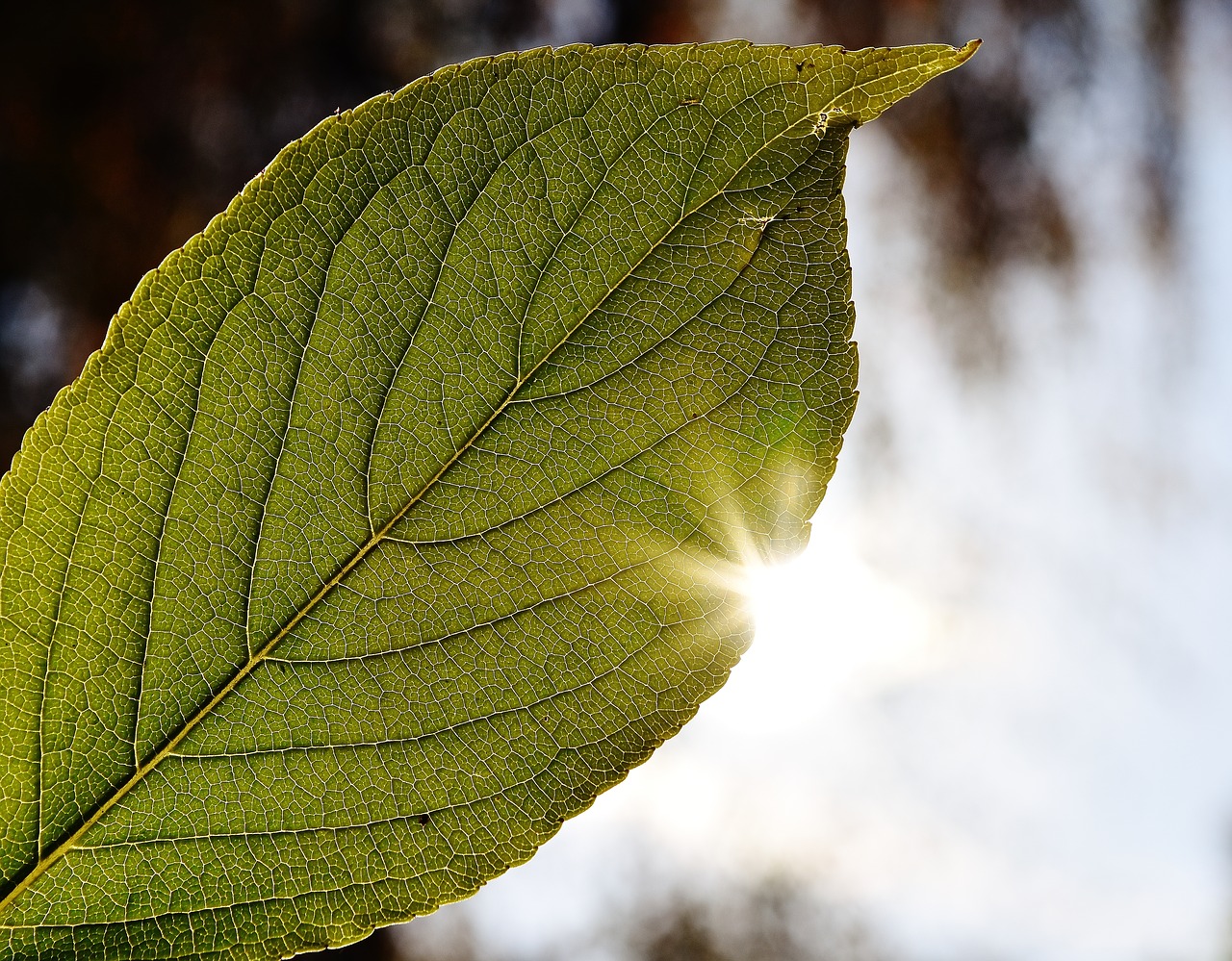 leaf close back light free photo