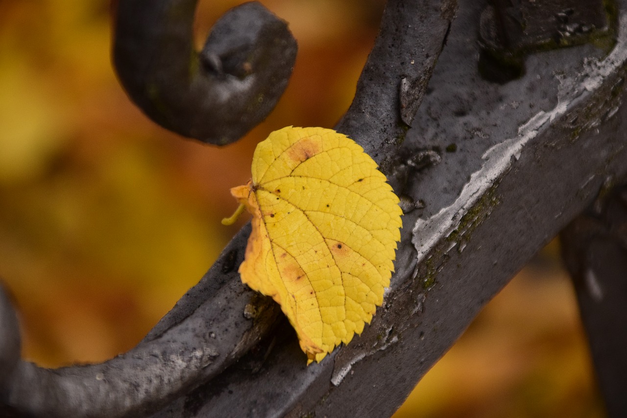 leaf autumn sheet in the autumn free photo