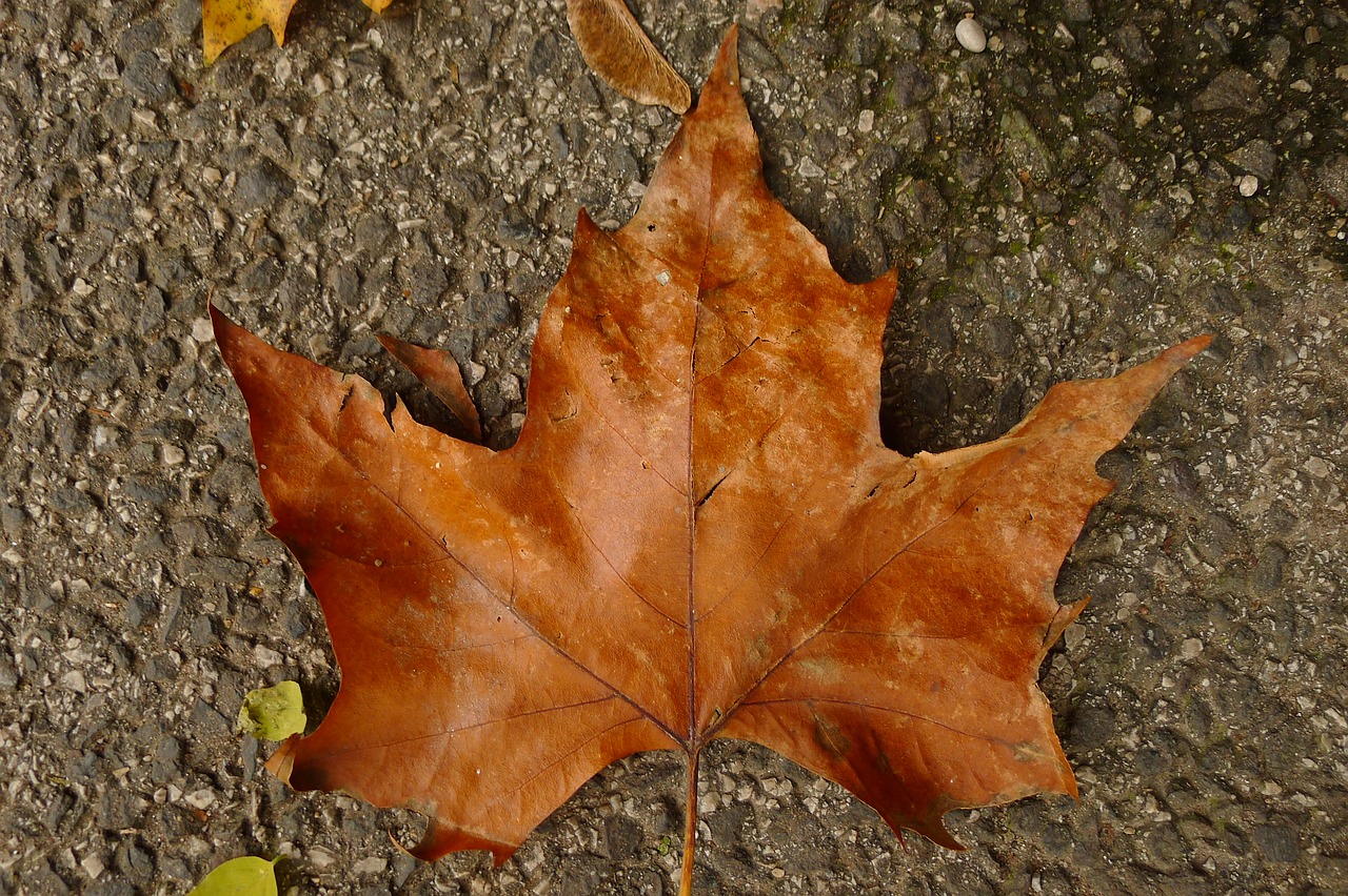 leaf autumn brown free photo