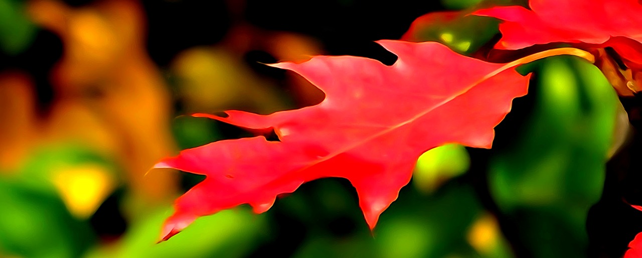 leaf autumn watercolor free photo