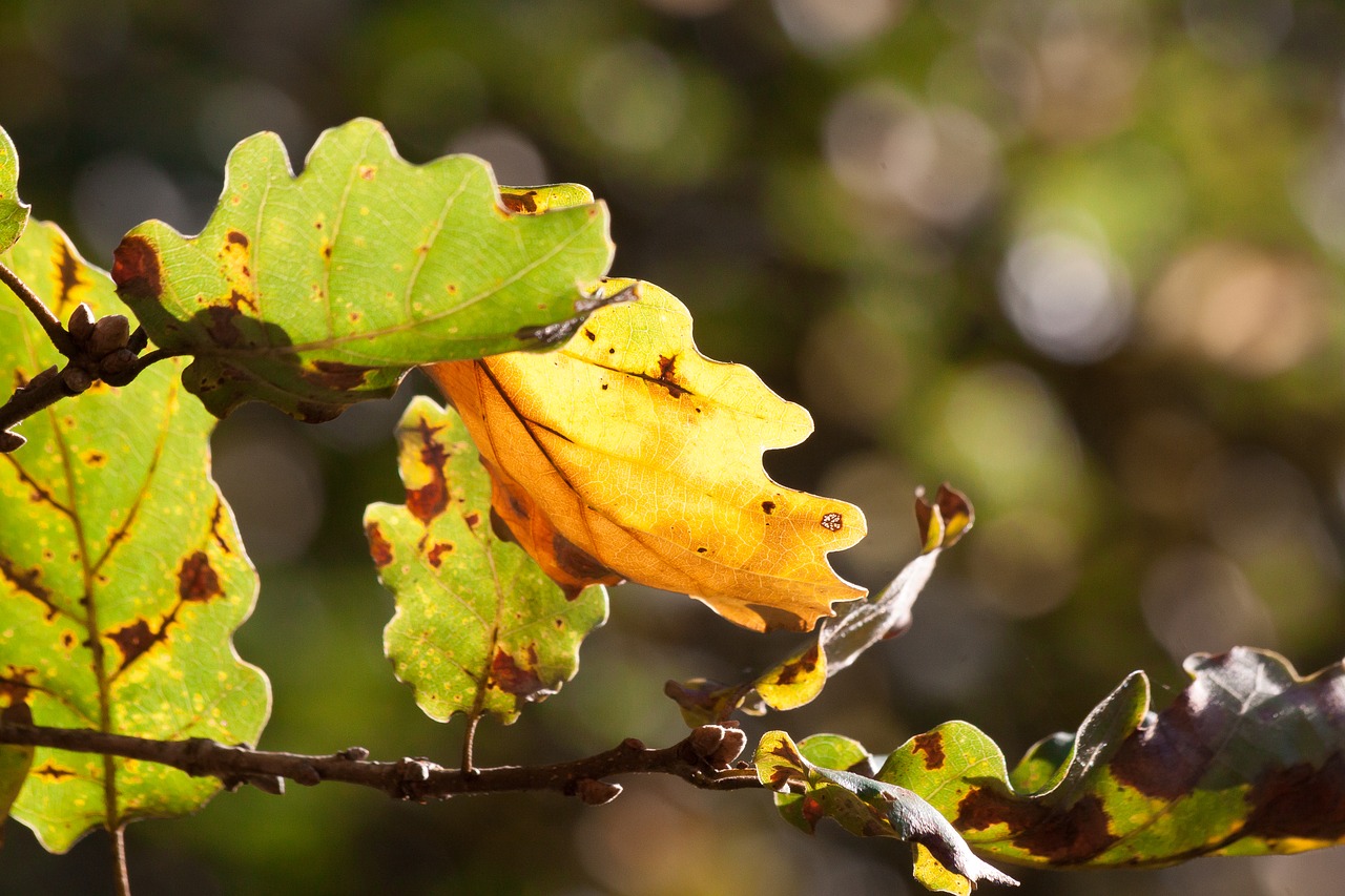 leaf oak leaf leaves free photo
