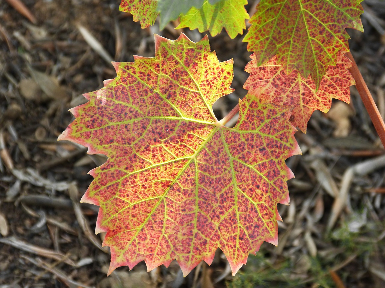 leaf vine red leaf free photo