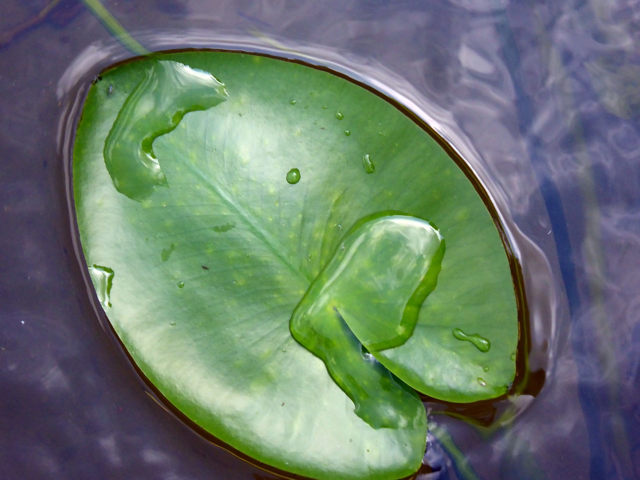 leaf water lily lily pad free photo