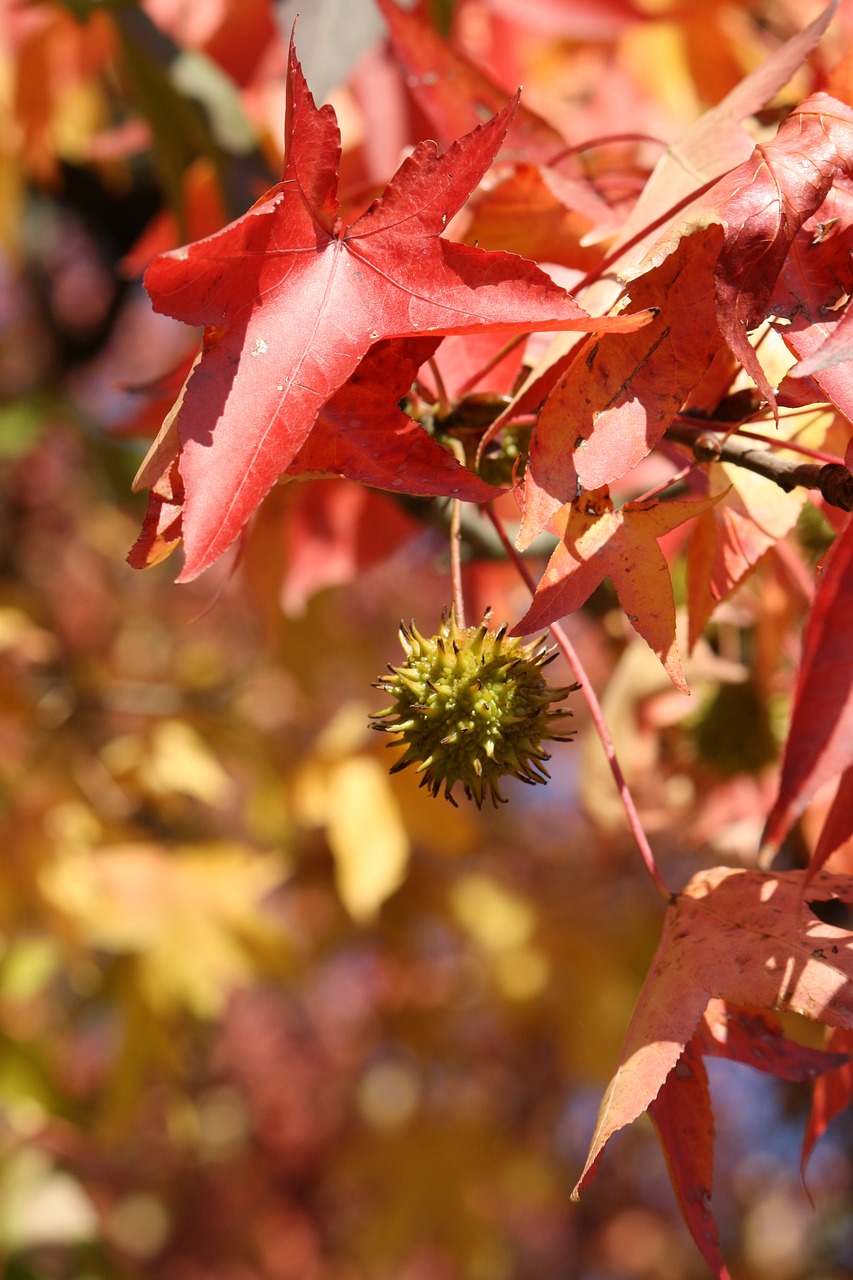 leaf autumn red free photo