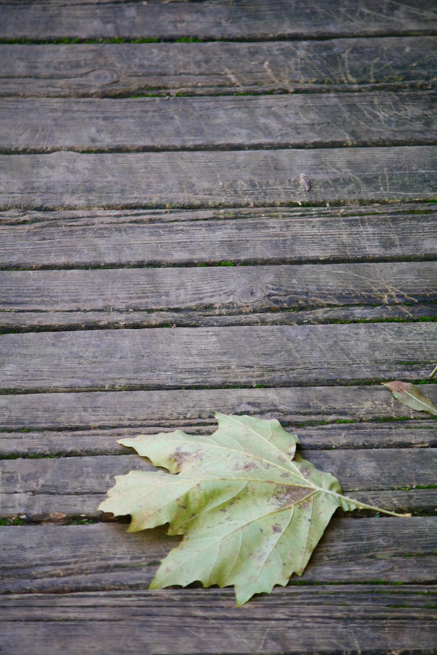 leaf autumn wood free photo