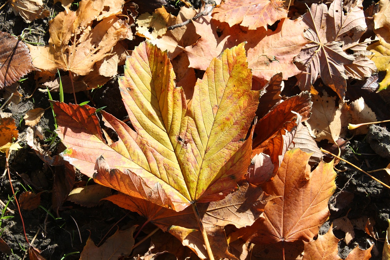 leaf autumn maple free photo