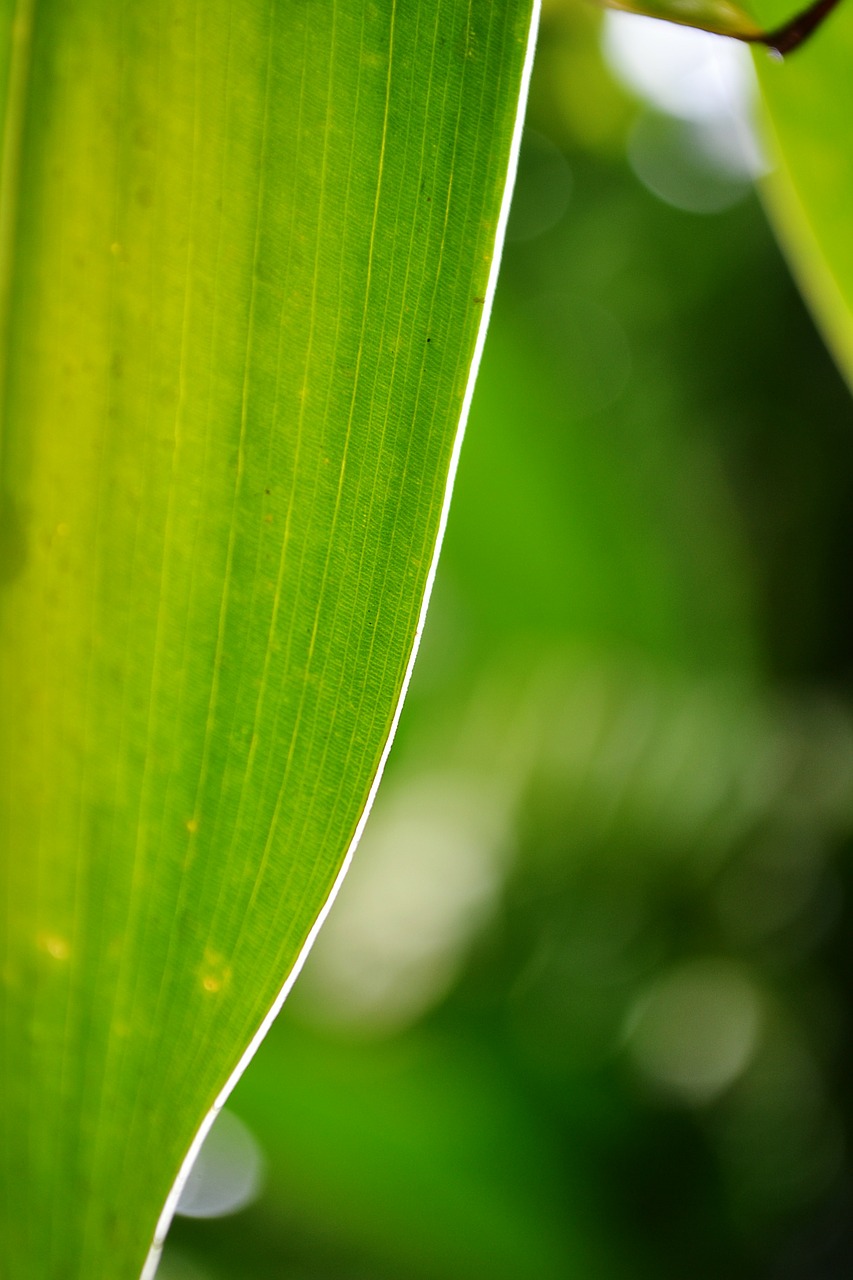 leaf green leaf light on leaf free photo