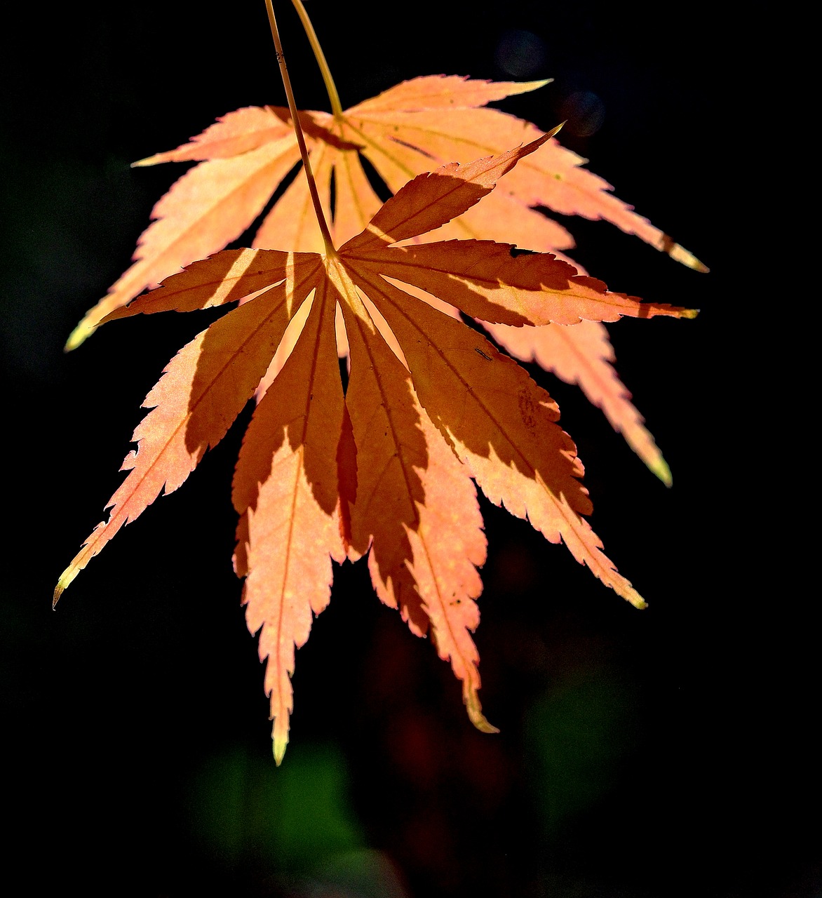 leaf autumn fall free photo