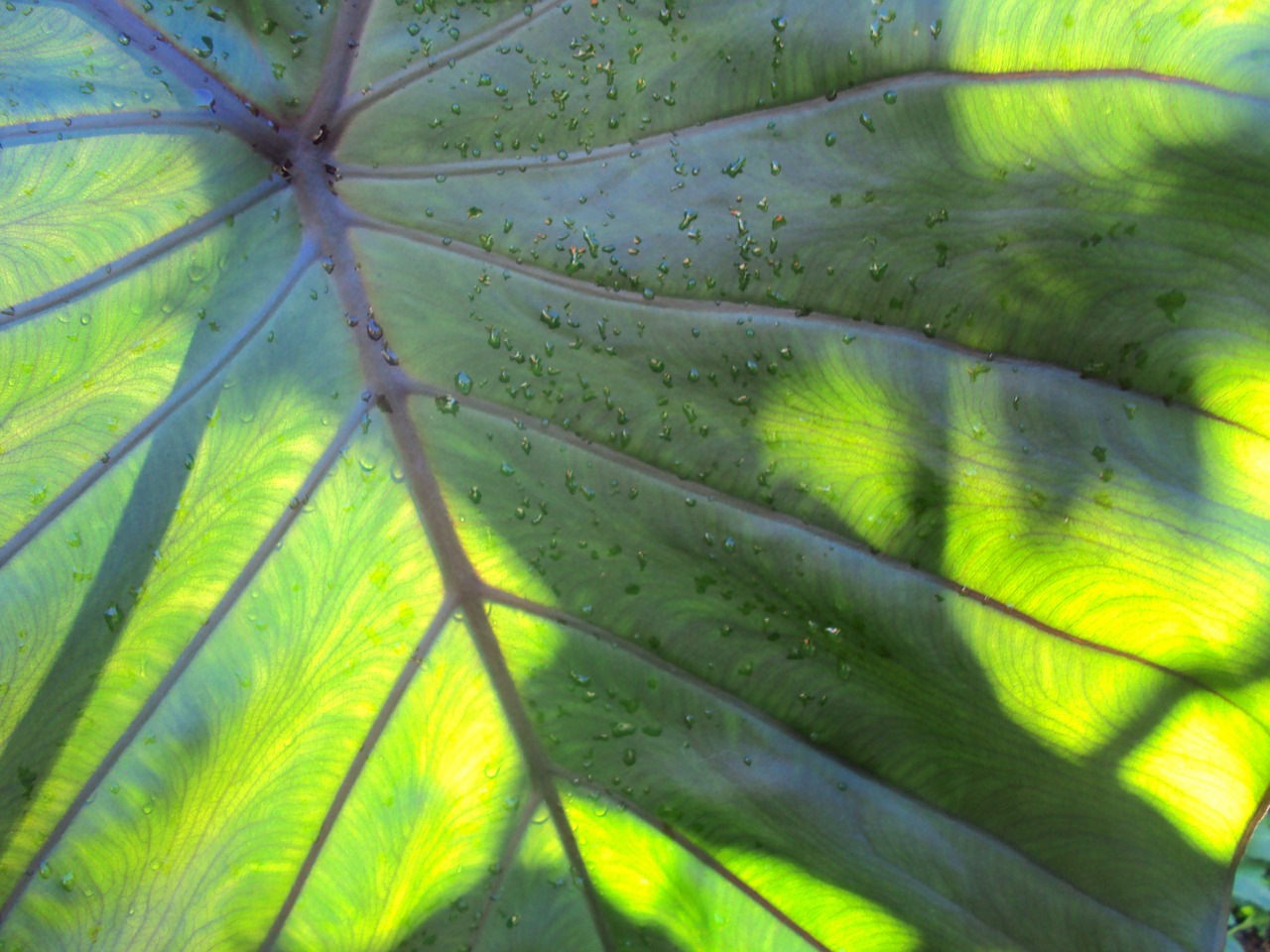 leaf green nature free photo