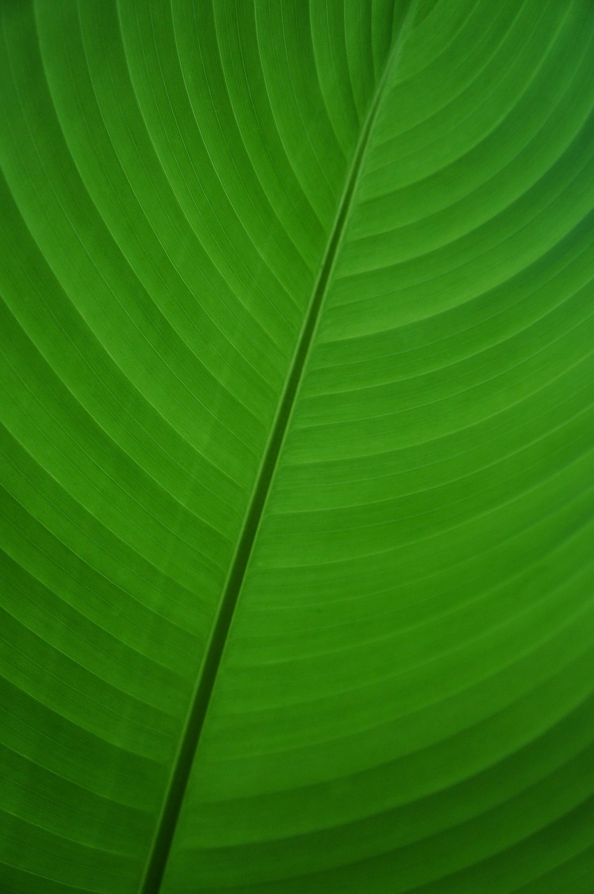 leaf green banana free photo