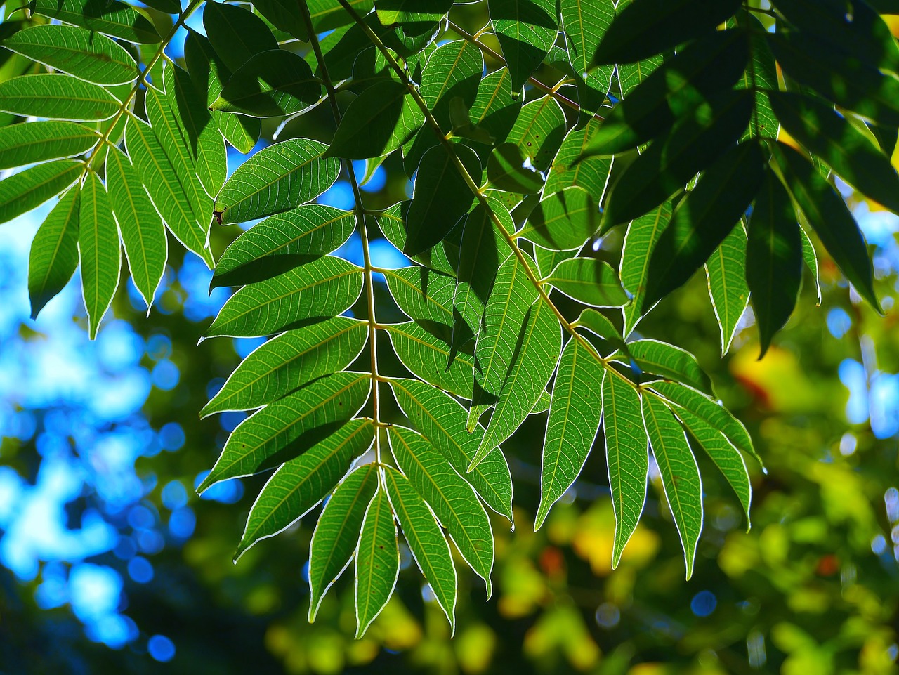 leaf branch vein free photo