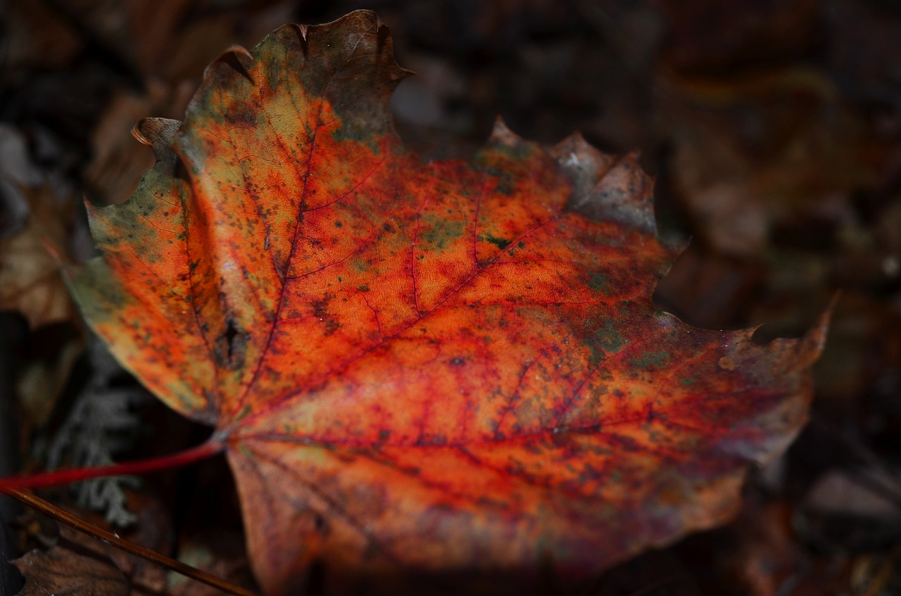 leaf maple red free photo