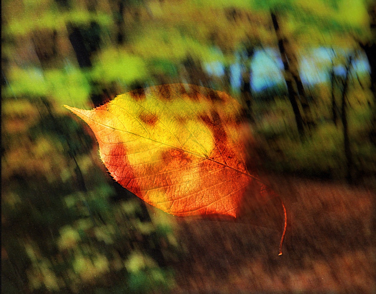 leaf leaves nature free photo