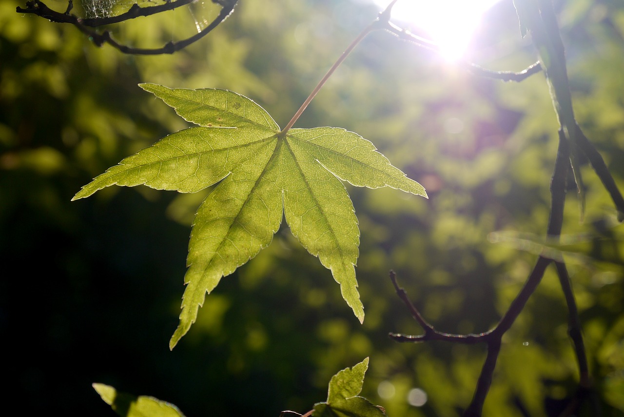 leaf maple sun free photo