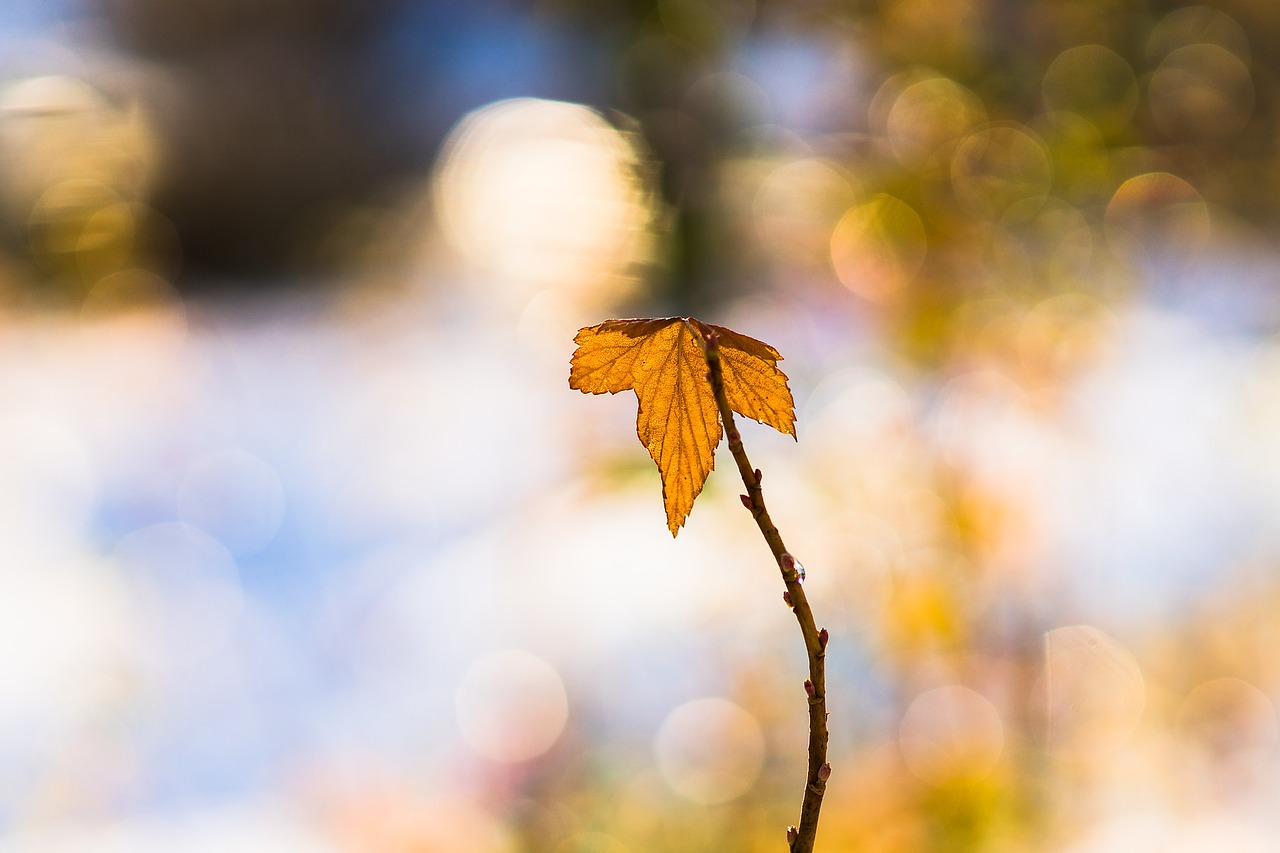 leaf winter golden free photo