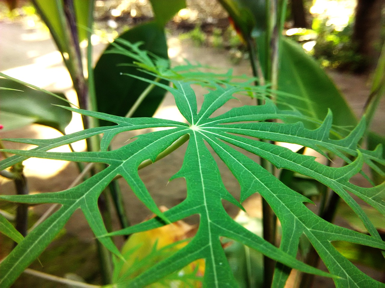 green leaf herbal jatropha multifida l free photo