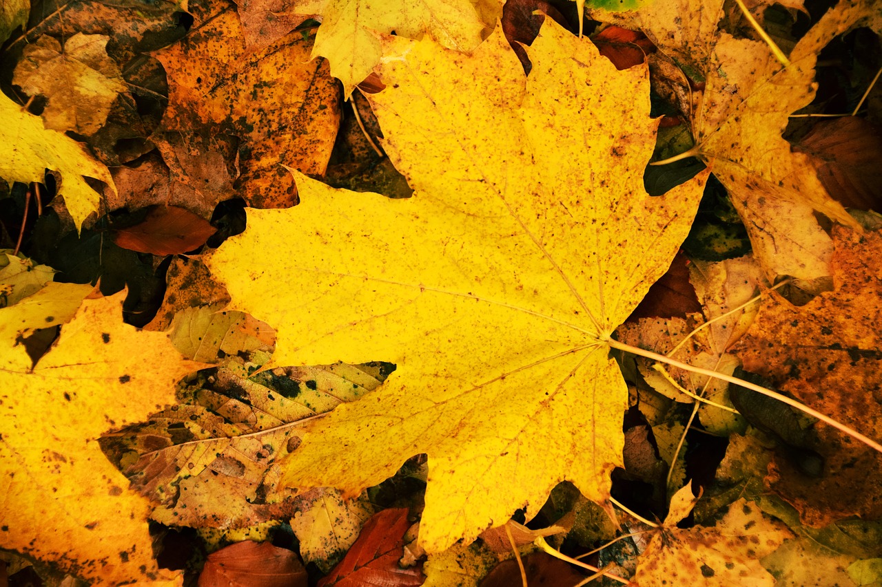 leaf nature autumn free photo