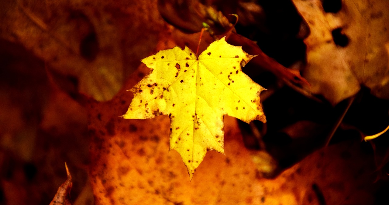 leaf nature autumn free photo