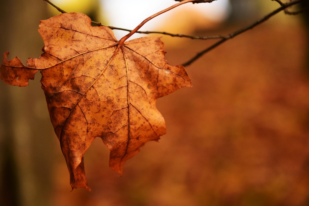 leaf nature autumn free photo