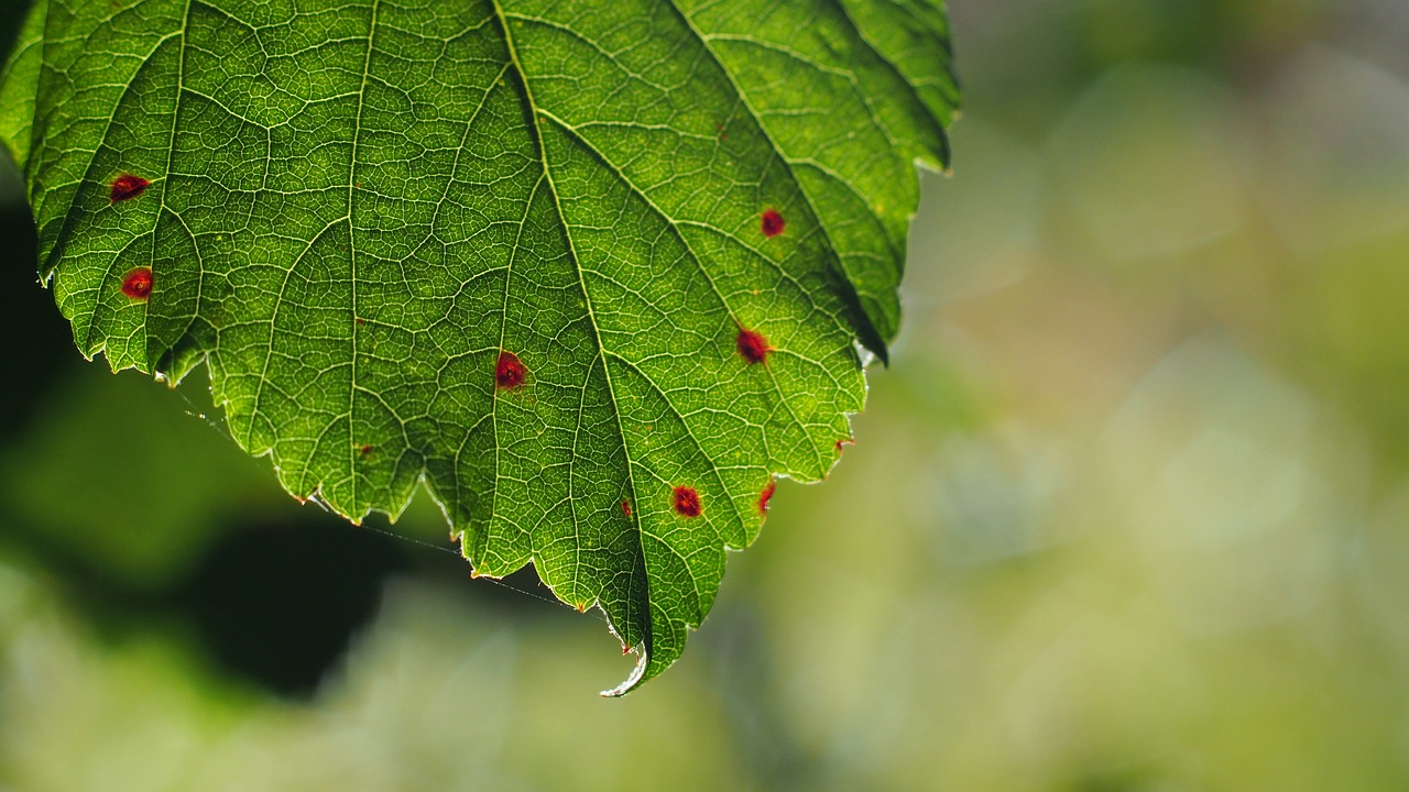 leaf color plant free photo