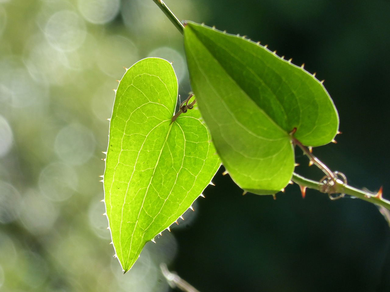 leaf sarsaparilla translucent free photo