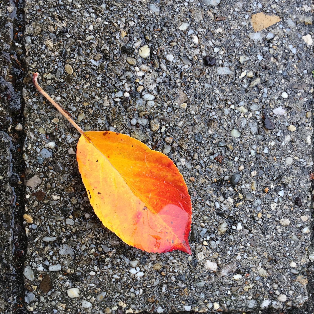 leaf autumn concrete free photo