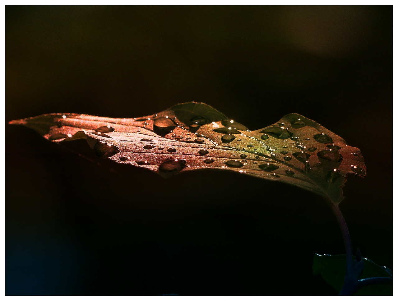 leaf early morning after rain free photo