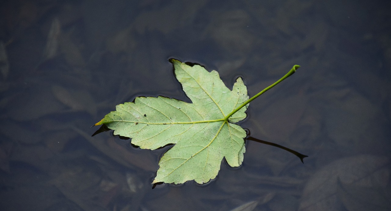 leaf water leaf on water free photo