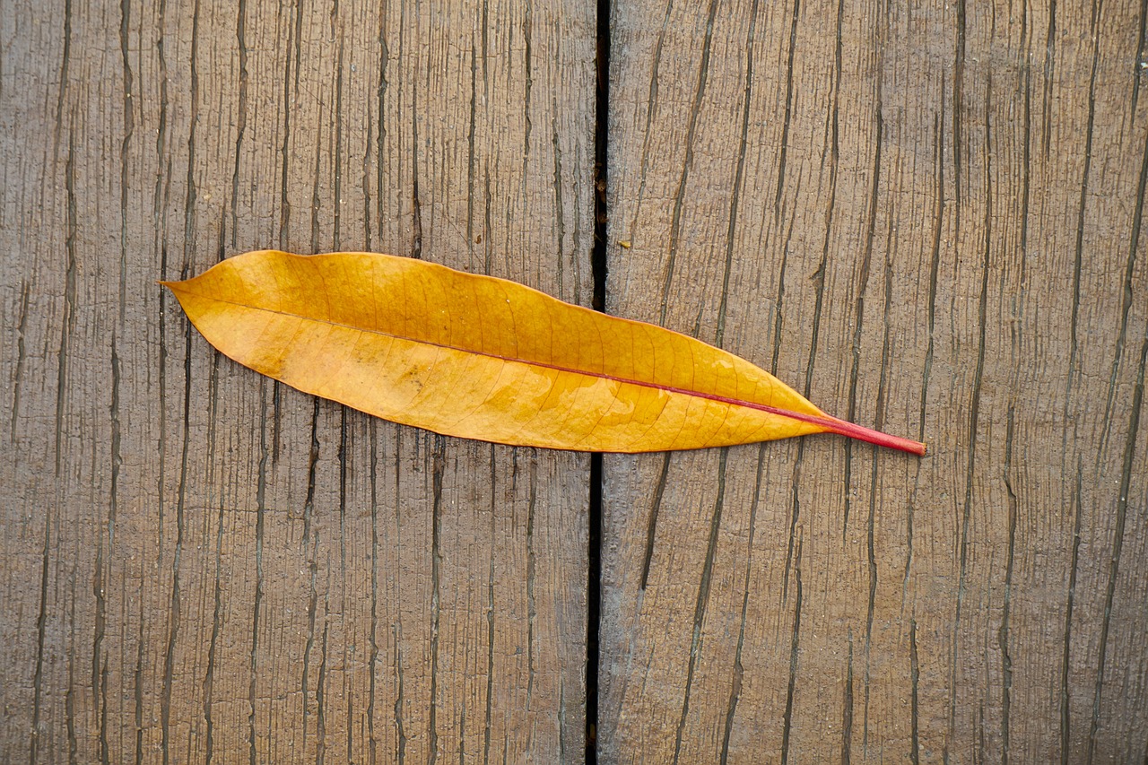 leaves yellow autumn free photo