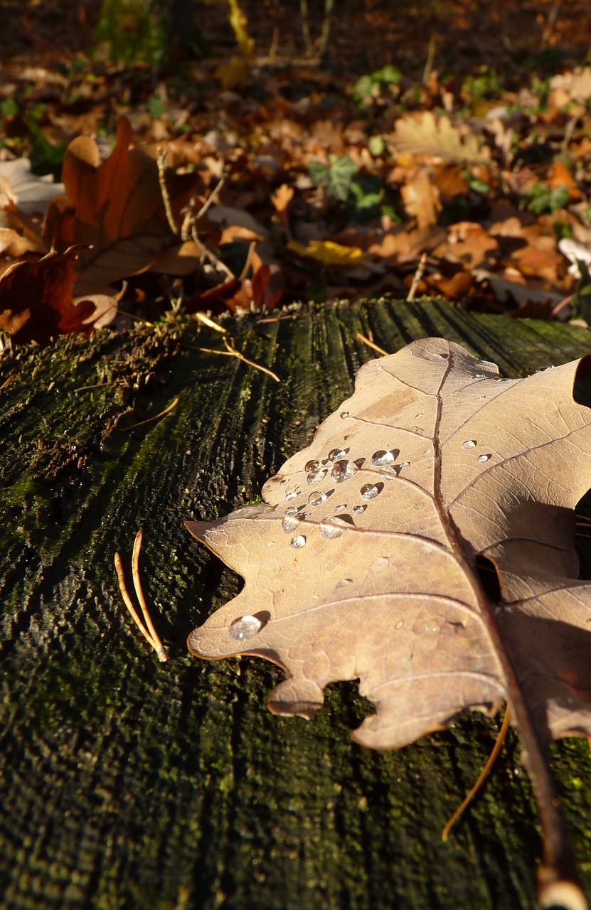 leaf autumn drop of water free photo