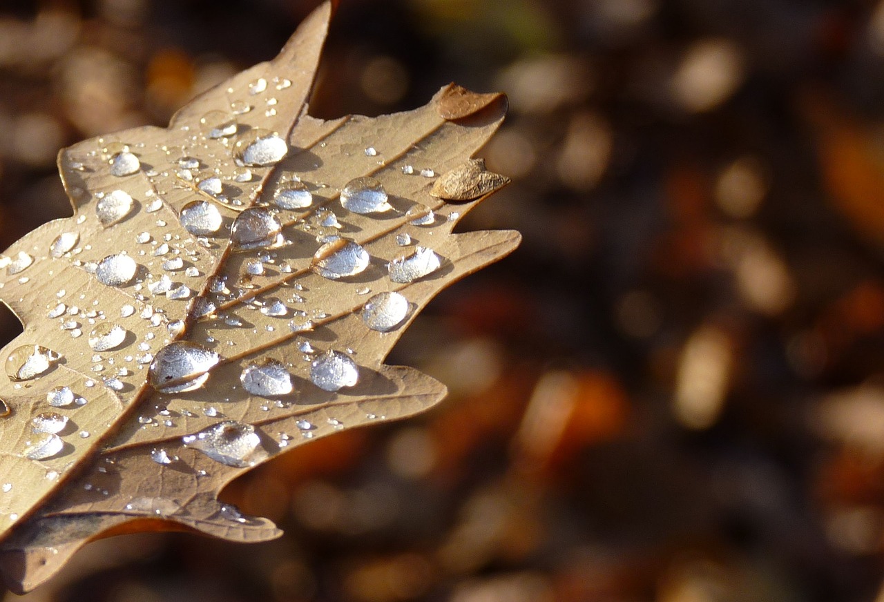 leaf autumn drop of water free photo