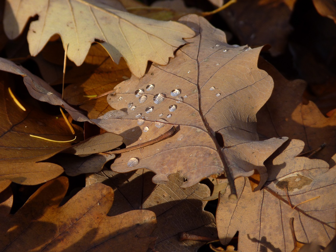 leaf autumn drop of water free photo