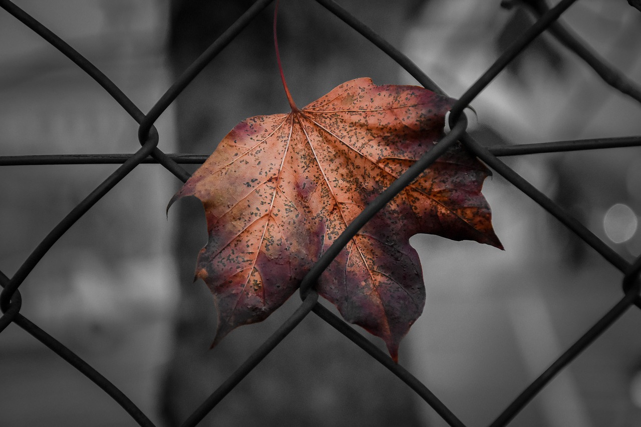 leaf fence network free photo